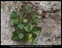 Campanula-rotundifolia-ssp-macrorhiza5